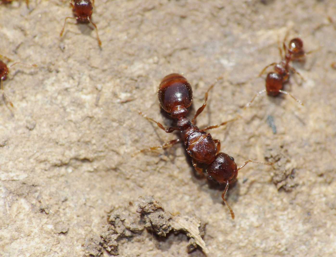 Tetramorium cfr semilaeve: foto di famiglia